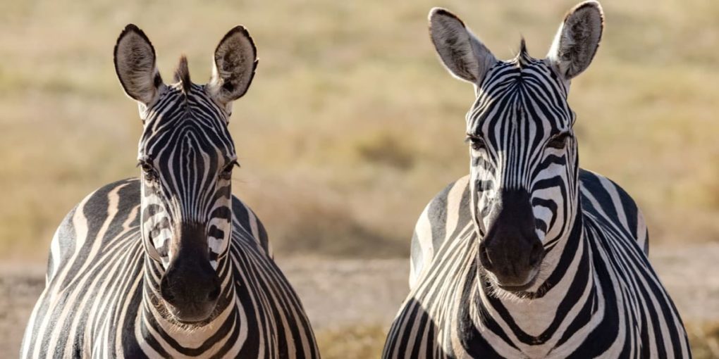 Two Zebras